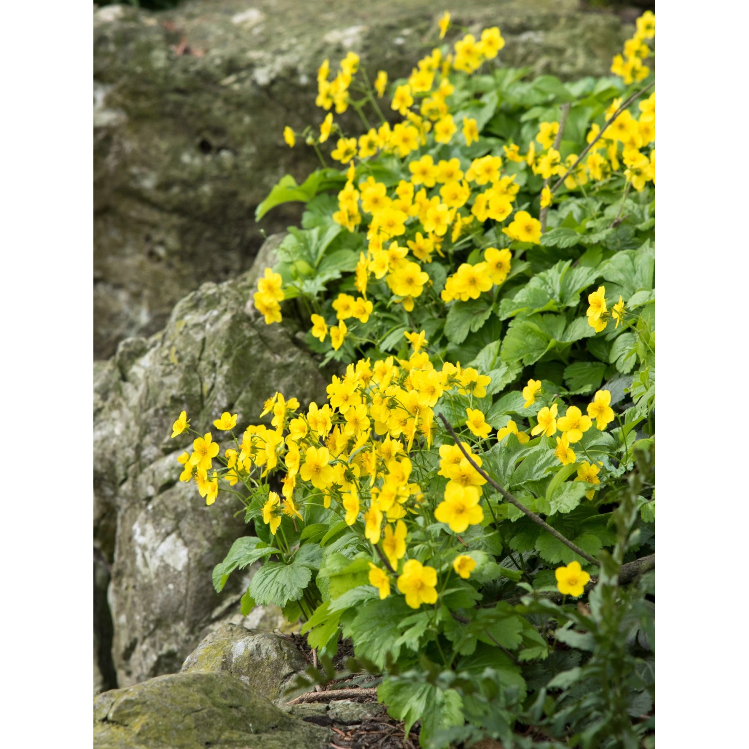 Teppich-Golderdbeere (Waldsteinia ternata) mit gelben Blüten vor einem Stein.