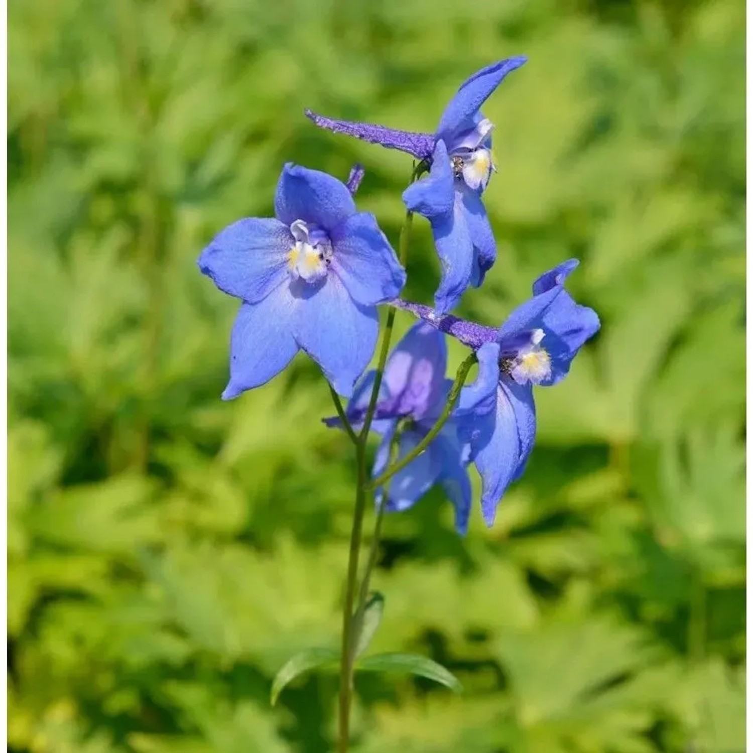 Rittersporn Balaton - Delphinium belladonna