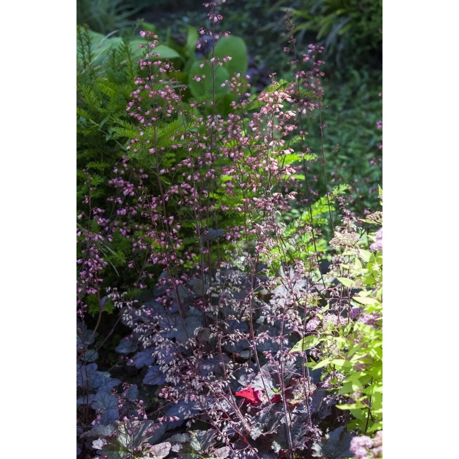 Heuchera Micrantha Regina Purpurglöckchen Ca. 11x11 cm Topf