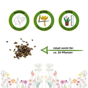 Rosmarin Samen: Aussaat März-Juni, Ernte Mai-Oktober, Höhe 60-100cm, Inhalt für ca. 20 Pflanzen.