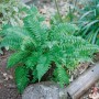 Dryopteris Atrata Farn im 2 Liter Topf, dunkelgrüne Staude für schattige Gartenbereiche.