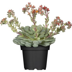 Echeveria chihuahuaensis im Topf, ca. 9 cm, mit Blütenständen. Attraktive Sukkulente.