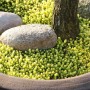 Scharfer Mauerpfeffer Aureum Staude im Topf mit Steinen und Baumstamm.