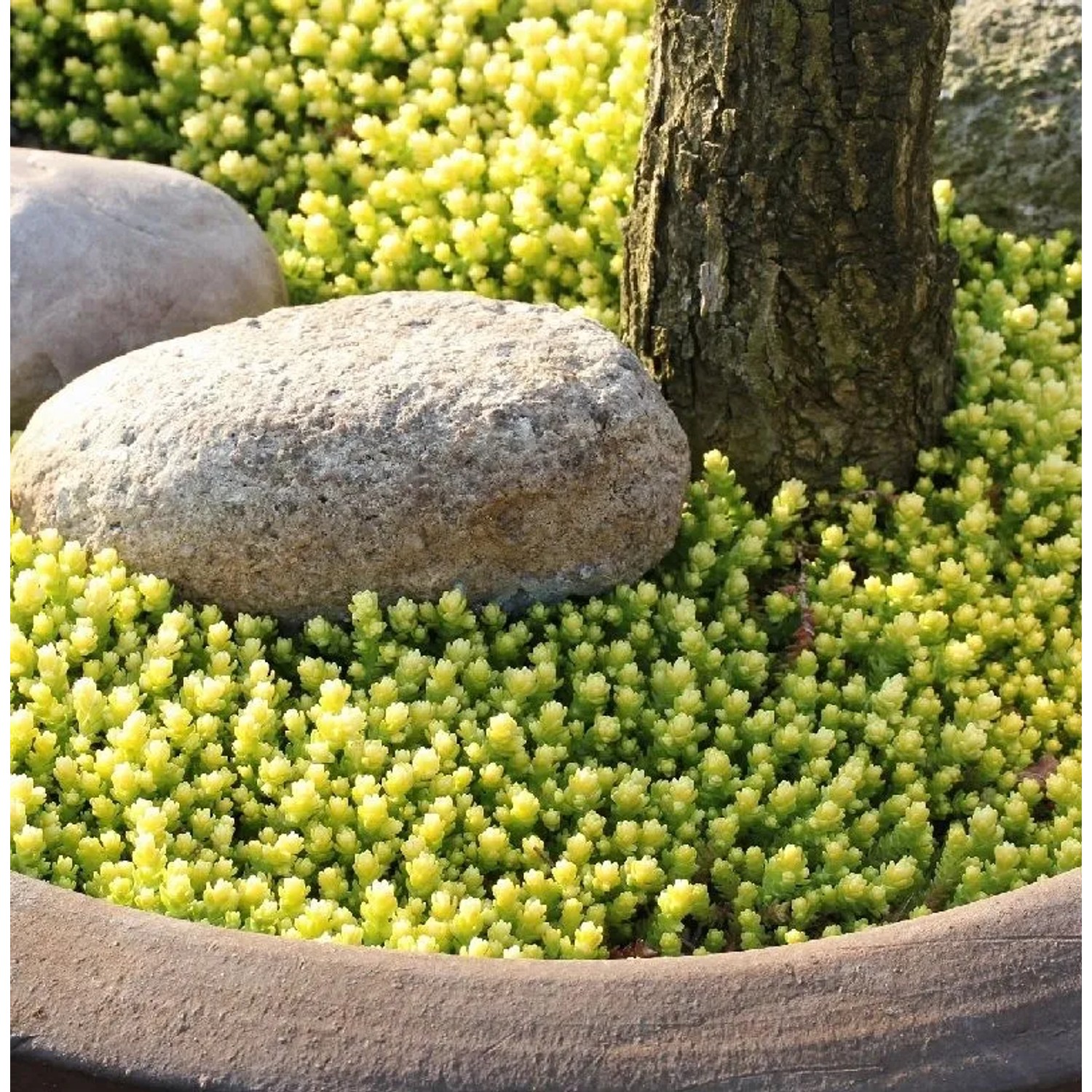 Scharfer Mauerpfeffer Aureum - Sedum acre Aureum