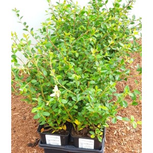 Immergrüne Zwergmispel Cotoneaster 'Coral Beauty' im 9x9 cm Topf, ideal als Bodendecker.