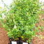 Immergrüne Zwergmispel Cotoneaster 'Coral Beauty' im 9x9 cm Topf, ideal als Bodendecker.