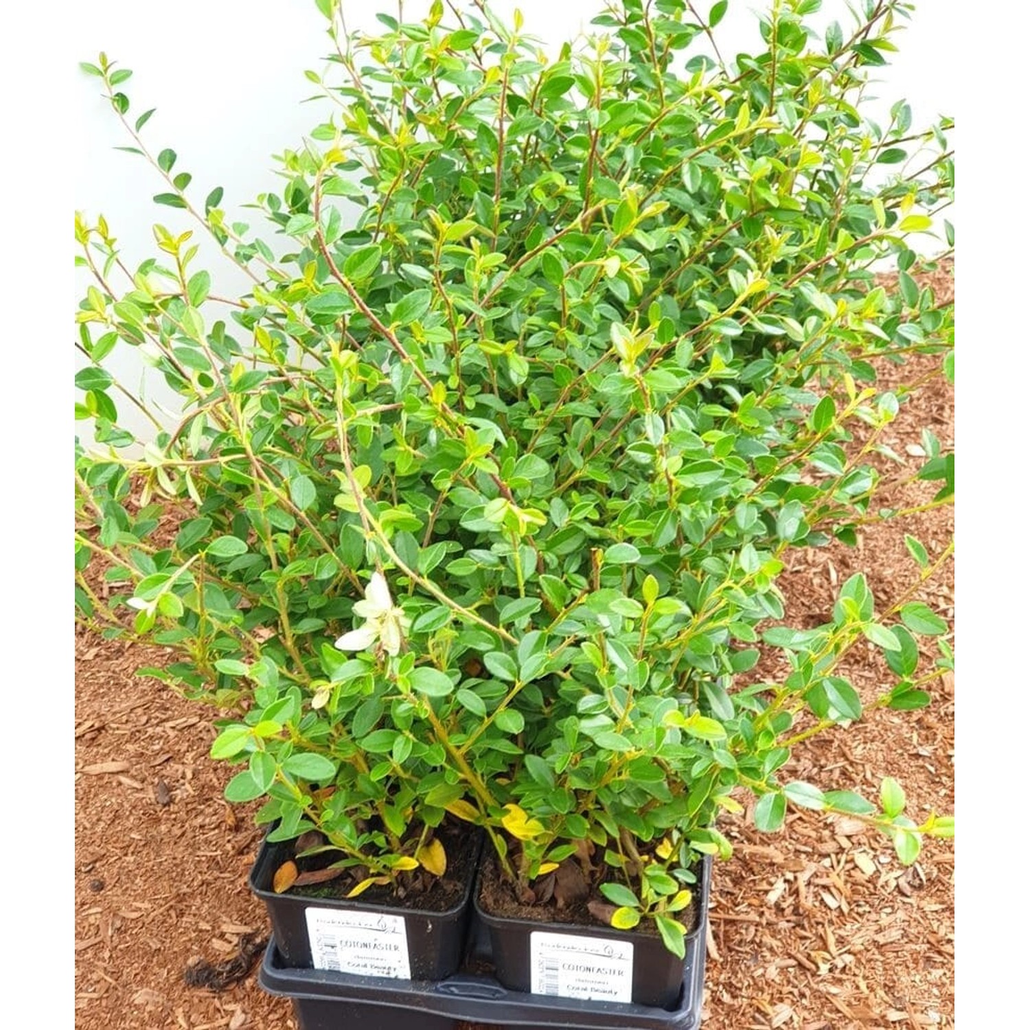 Cotoneaster X Suecicus Coral Beauty Zwergmispel Immergrün Ca. 9x9 cm Topf günstig online kaufen