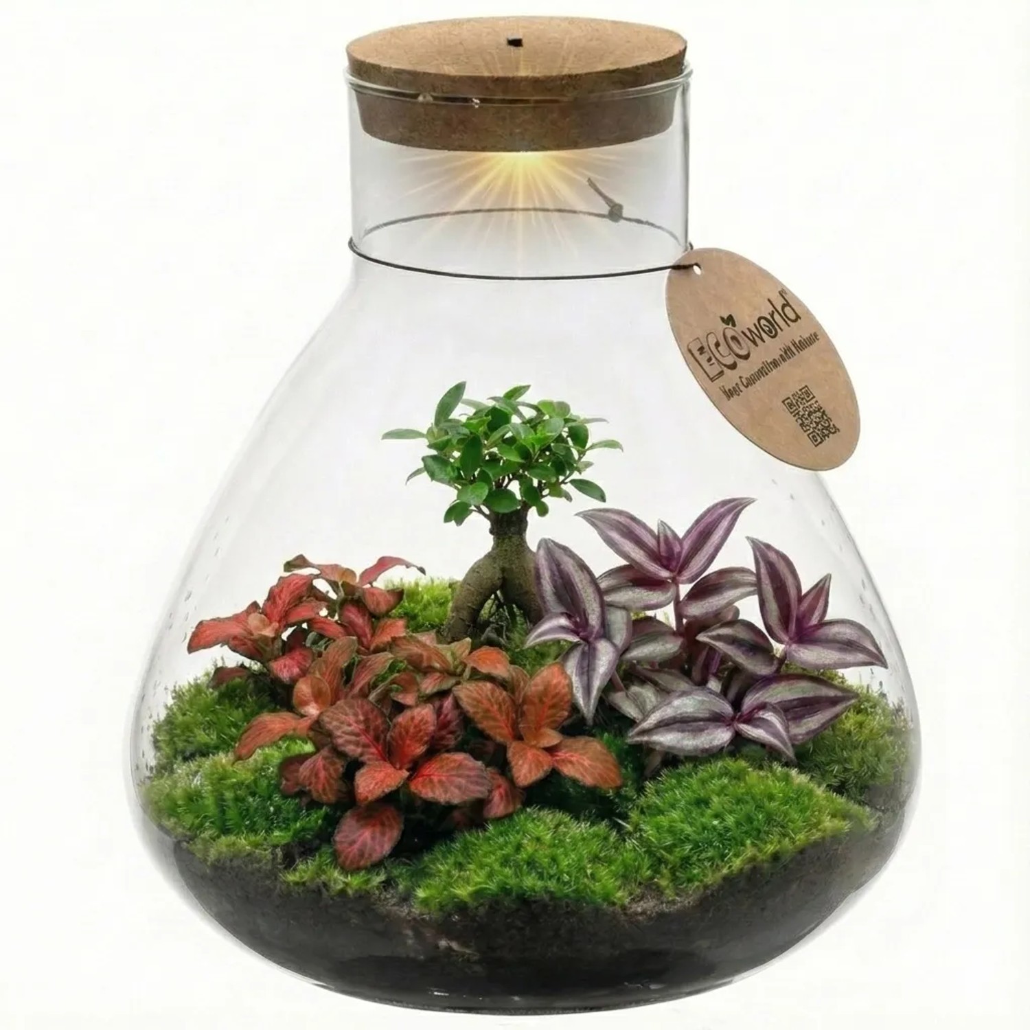 Vdvelde Mini Terrarium DIY   Selbstversorgendes Pflanzensystem