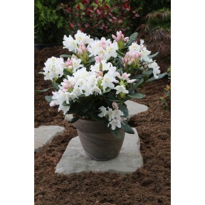 Weiß blühender Rhododendron Cunninghams White im 5 l Topf, Höhe 50 cm.