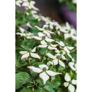 Nahaufnahme des Chinesischen Blumen-Hartriegels 'Kea' mit weißen Blüten und grünen Blättern.