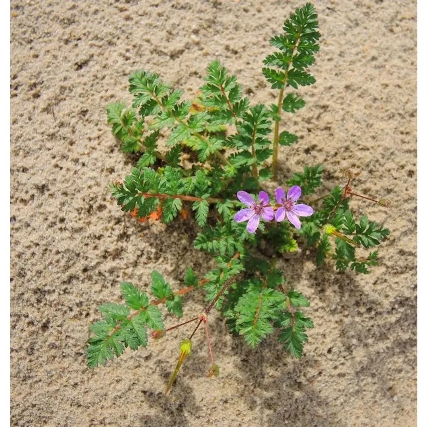 Großer Reiherschnabel - Erodium hybridum