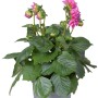 Dahlie 'Dahlietta Emily' im Topf mit rosa Blüten, ca. 25-30 cm hoch.