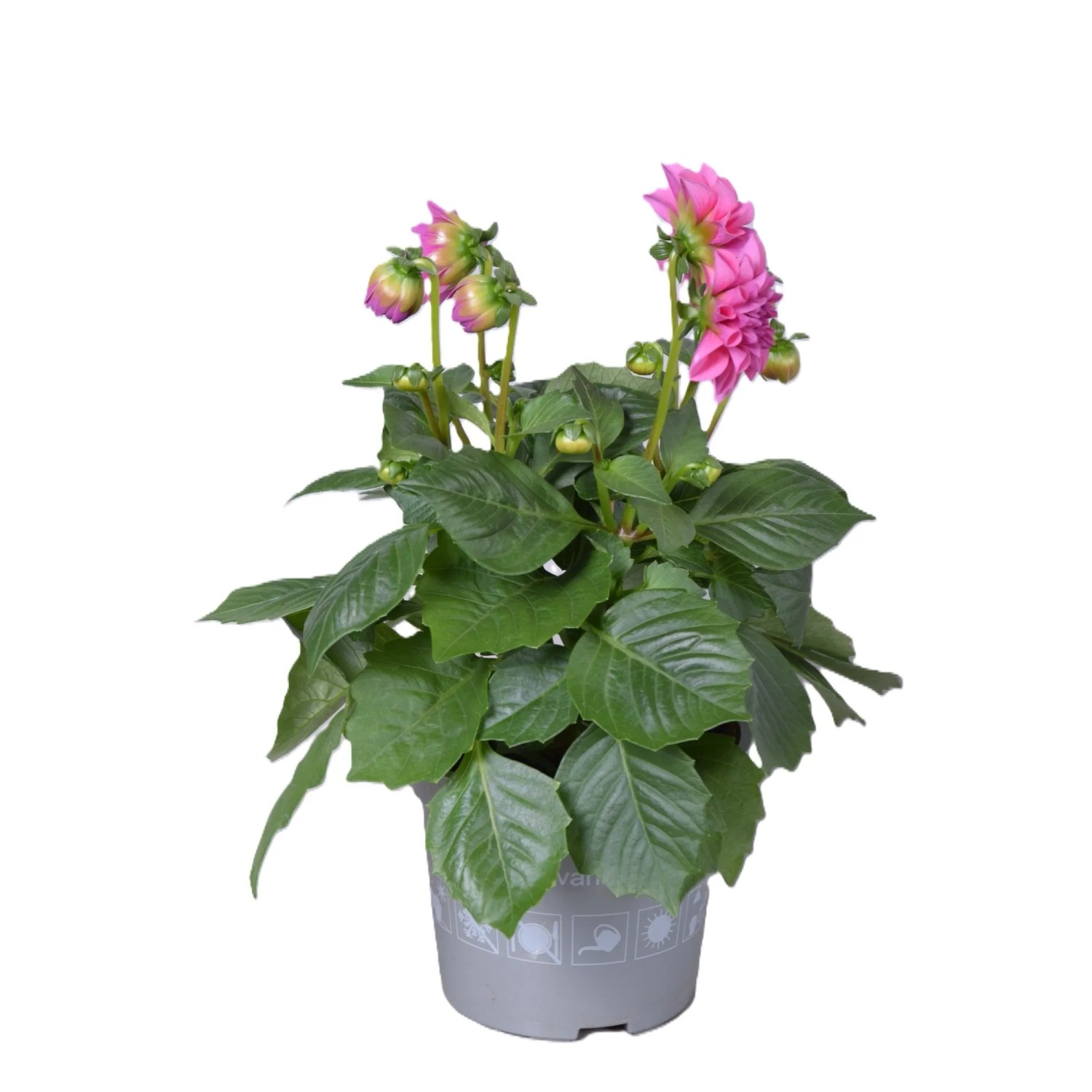 Dahlie 'Dahlietta Emily' im Topf mit rosa Blüten, ca. 25-30 cm hoch.