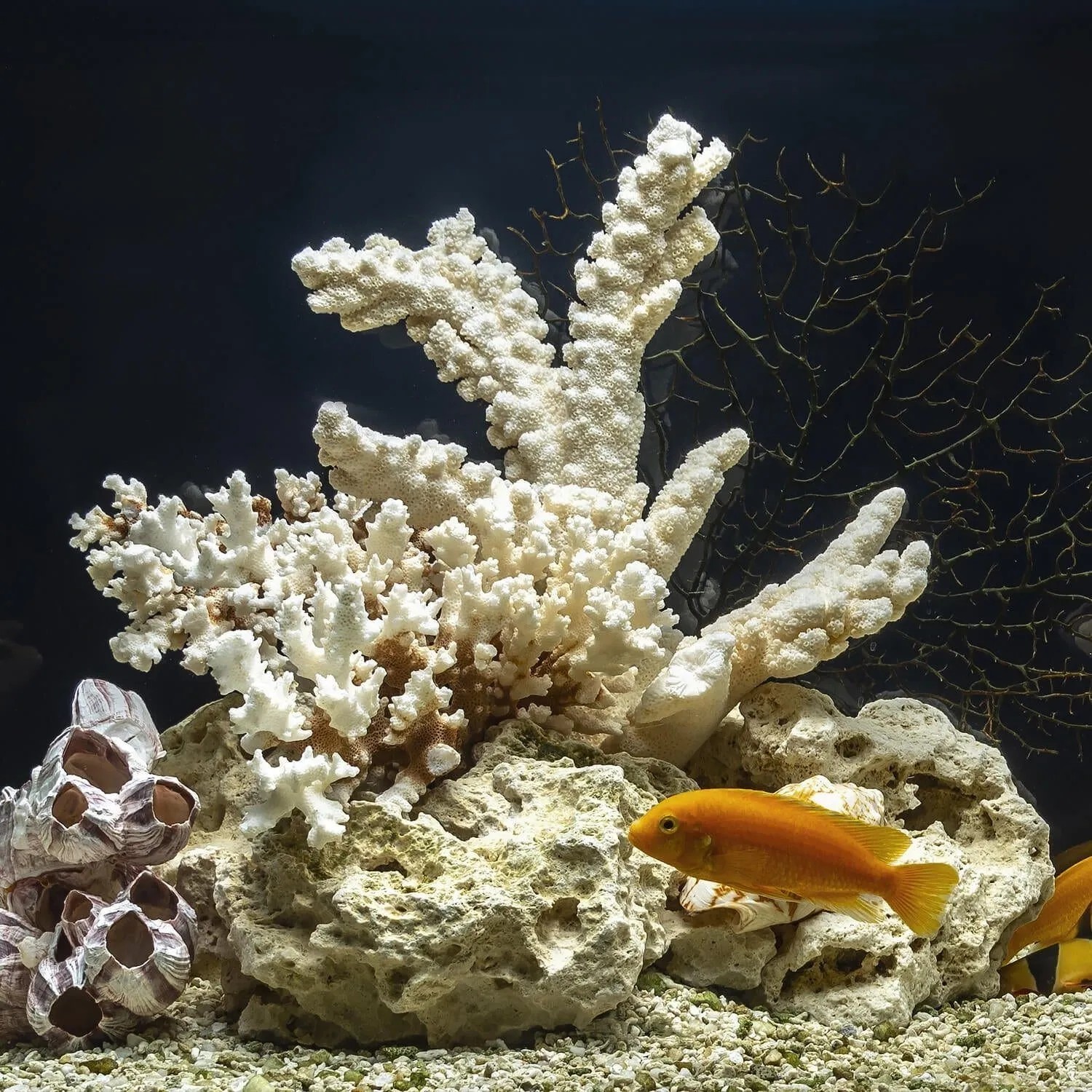 Helles Aquariensand-Substrat in einem Aquarium mit weißen Korallen, Felsen und orangefarbenen Fischen.