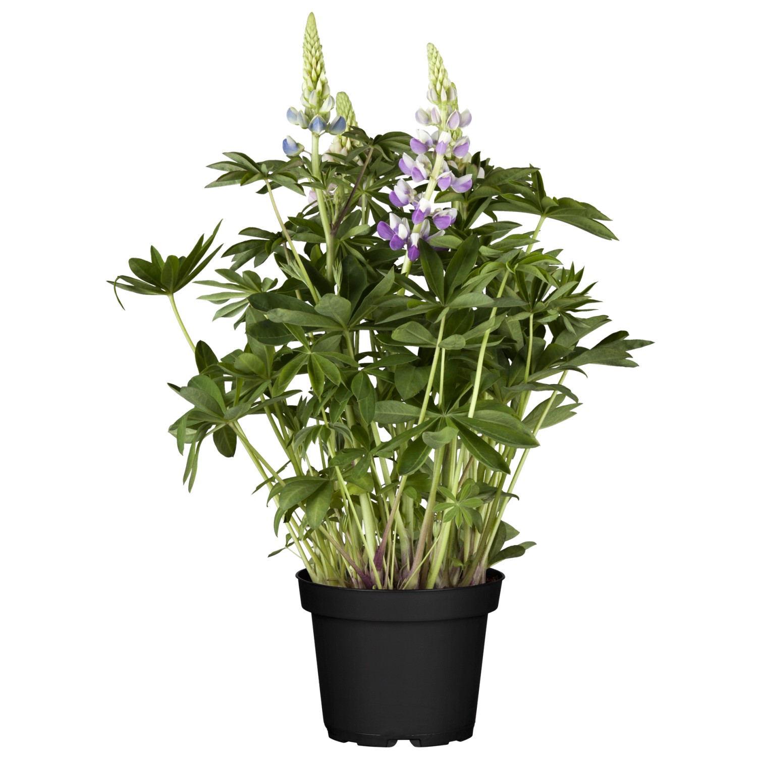 Vielblättrige Lupine TopfØ ca. 23 cm Lupinus kaufen bei OBI