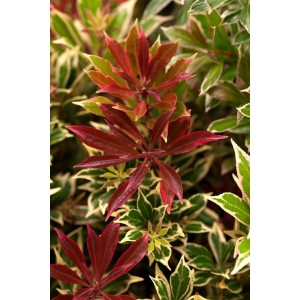 Detailaufnahme der Pieris Japonica Carnaval mit roten und grün-weiß panaschierten Blättern.