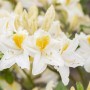 Nahaufnahme des Rhododendron Luteum Persil mit gelb-weißen Blüten.