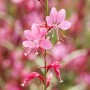 Nahaufnahme einer rosa GROW by OBI Prachtkerze (Gaura lindheimeri) mit zarten Blüten.
