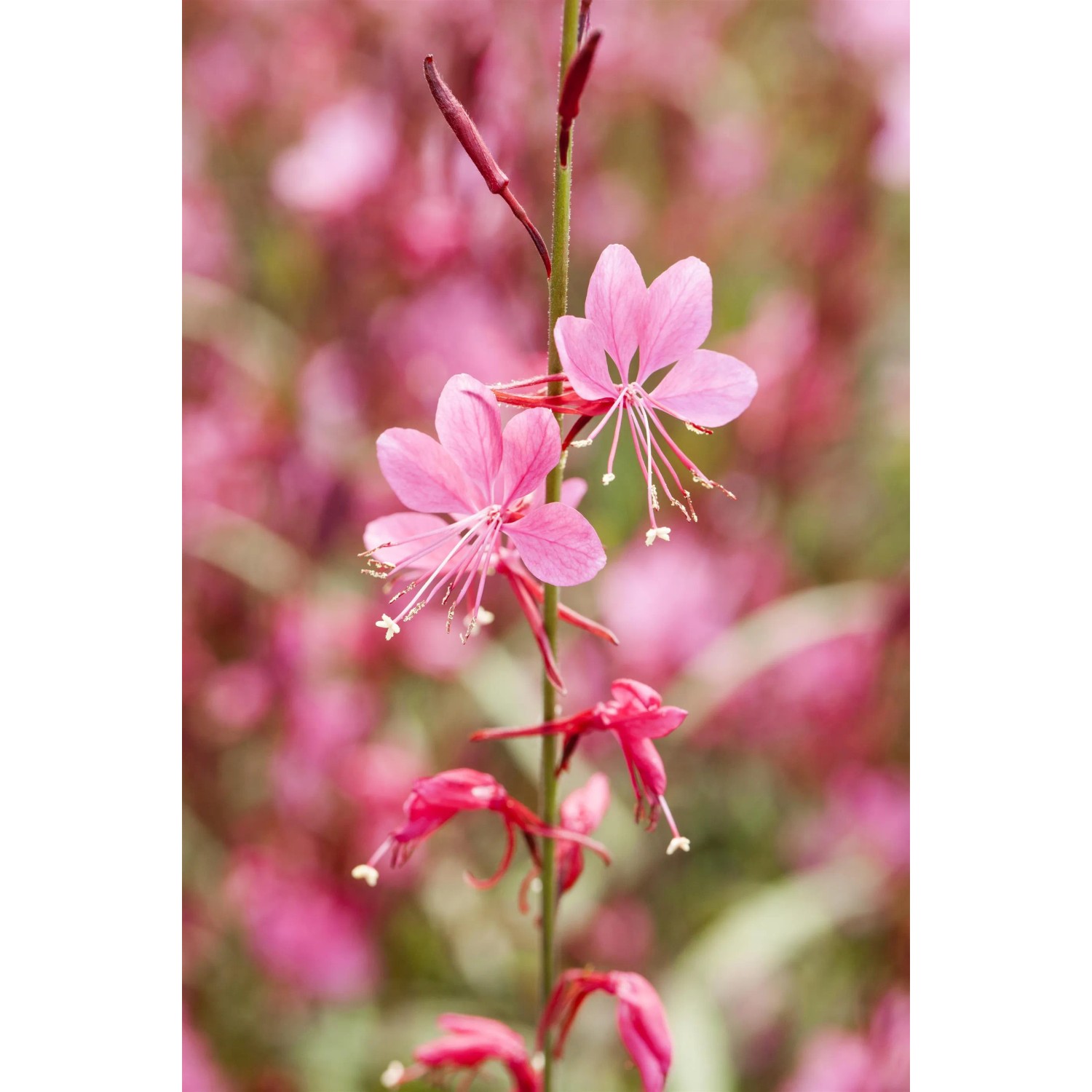 Nahaufnahme einer rosa GROW by OBI Prachtkerze (Gaura lindheimeri) mit zarten Blüten.