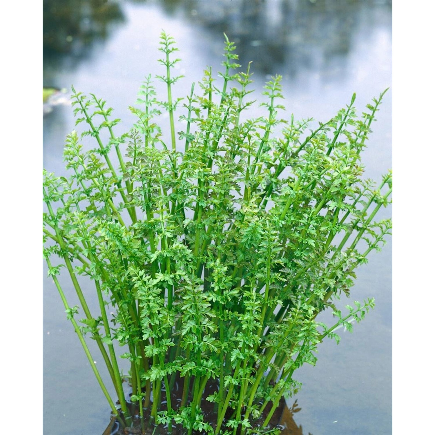Oenanthe Aquatica Wasserfenchel Ca. 9x9 cm Topf günstig online kaufen