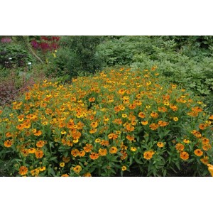 Beet mit orange-gelben Helenium Sonnenbraut 'Waltraud' Stauden im 11x11 cm Topf.