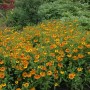 Beet mit orange-gelben Helenium Sonnenbraut 'Waltraud' Stauden im 11x11 cm Topf.