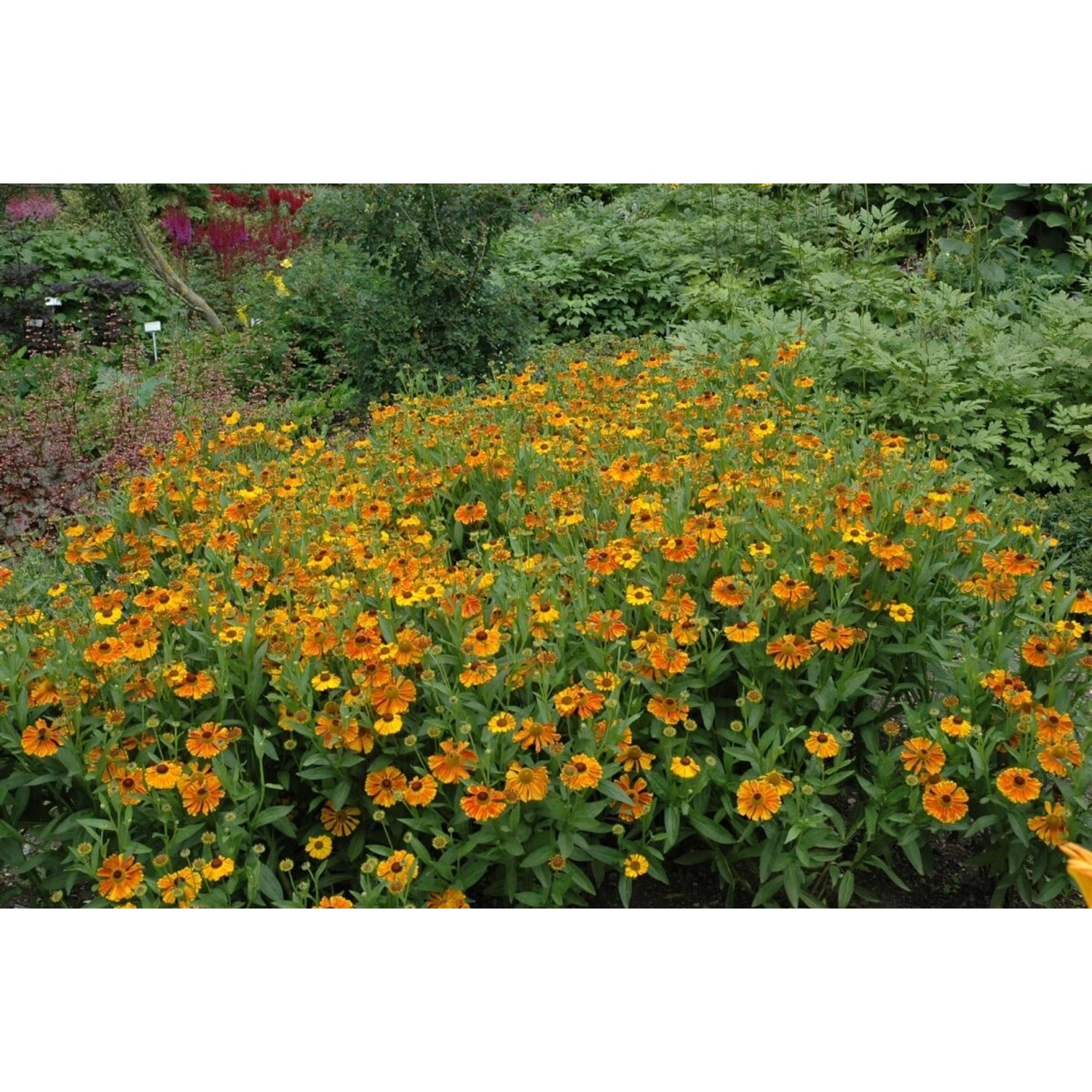 Helenium X Cult. Waltraud Sonnenbraut Ca. 11x11 cm Topf günstig online kaufen