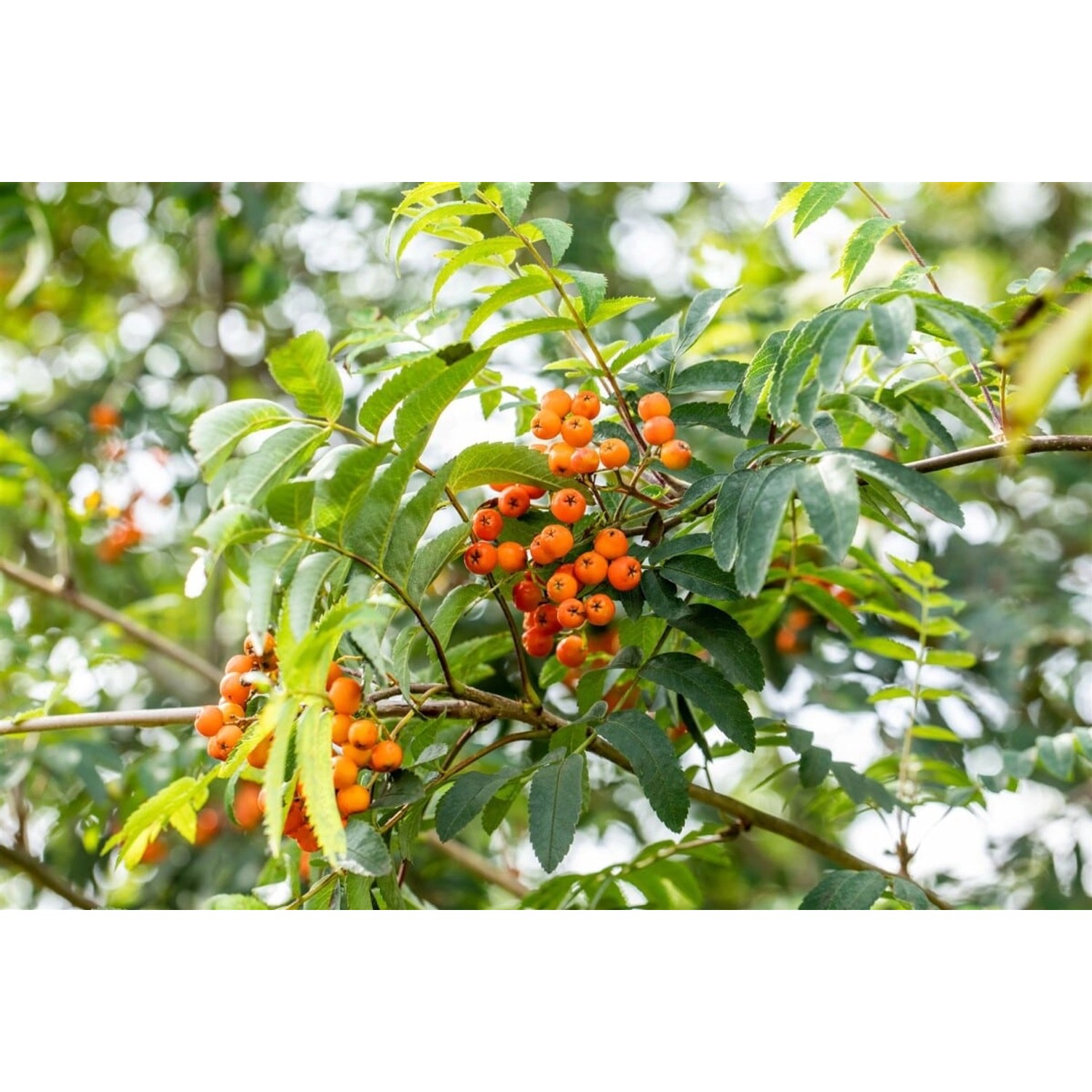 Sorbus Aucuparia Fastigiata Säulen-Eberesche 100–125 cm günstig online kaufen