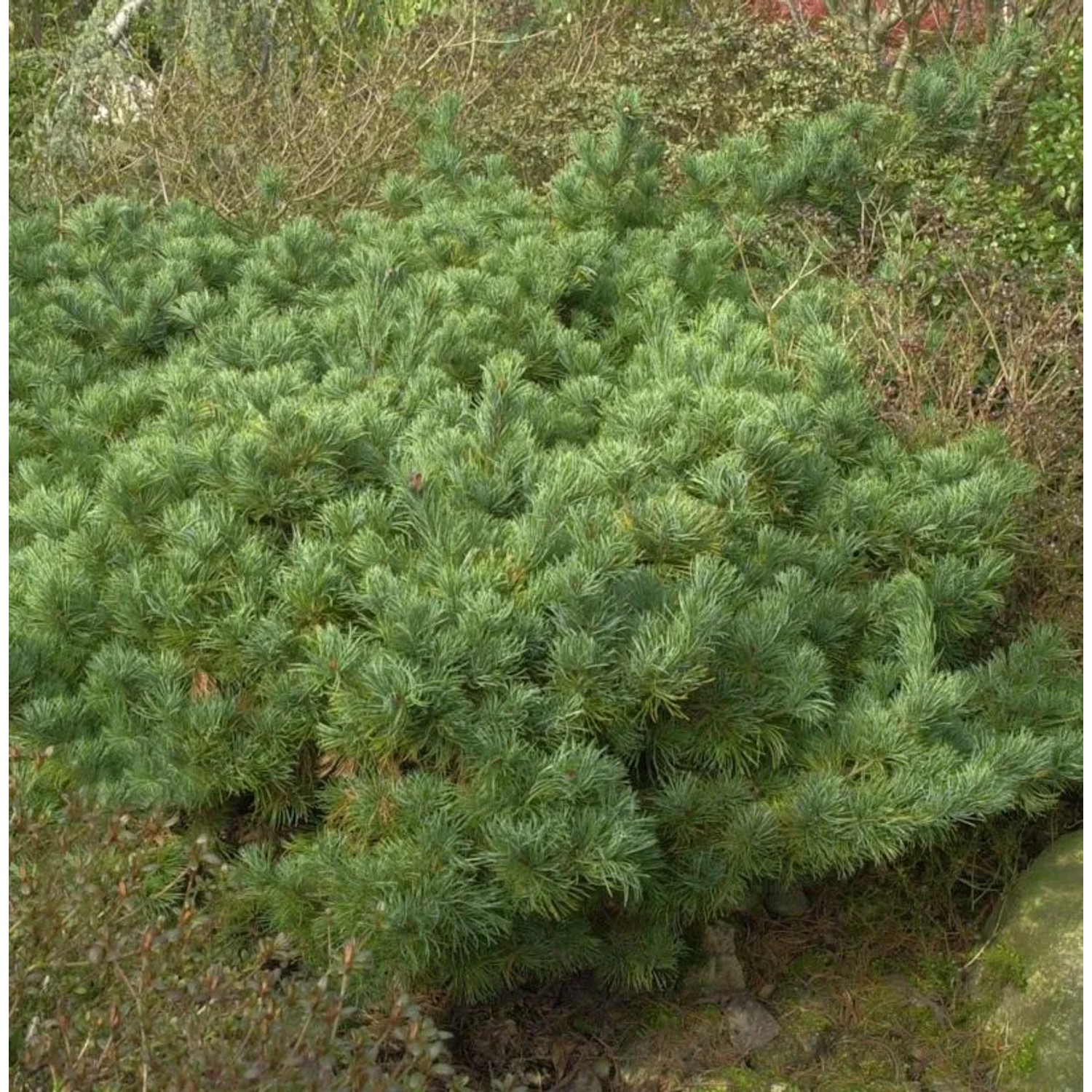 Mädchenkiefer Karen 25-30cm - Pinus parviflora