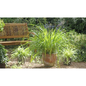 Blu Bio-Zitronengras im Topf (Ø 12cm) im Garten, mit Bank und weiteren Pflanzen.