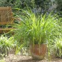 Blu Bio-Zitronengras im Topf (Ø 12cm) im Garten, mit Bank und weiteren Pflanzen.
