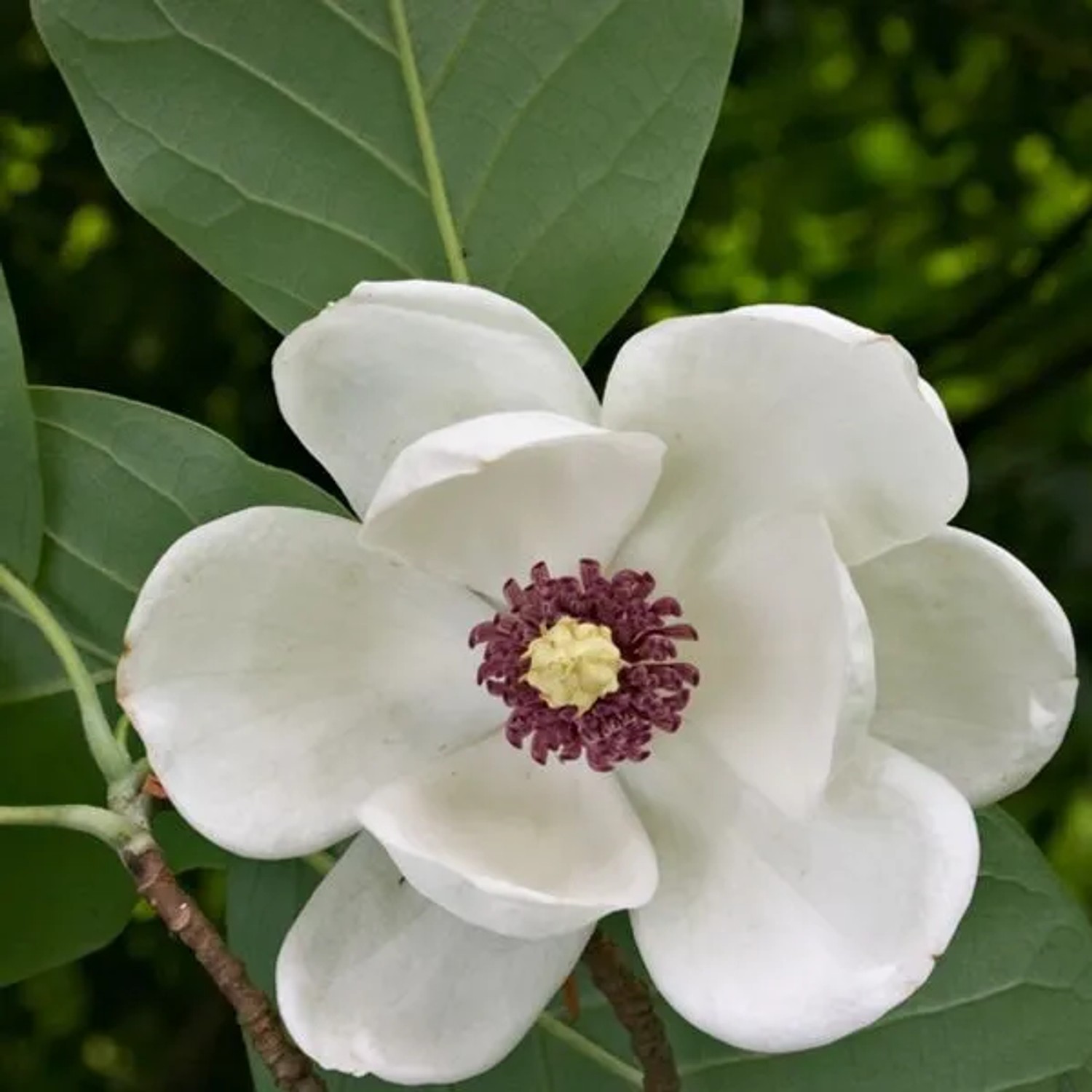 arborix Magnolie Magnolia Sieboldii 50 Bis 60 Cm Im Container Weiße Blüten