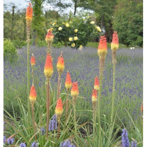 Fackellilien (Kniphofia caulescens) mit rot-gelben Blütenständen im Gartenbeet.