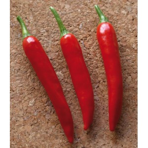 Drei rote, scharfe Peperoni "Capsicum annuum" von Grow by OBI auf Korkuntergrund.