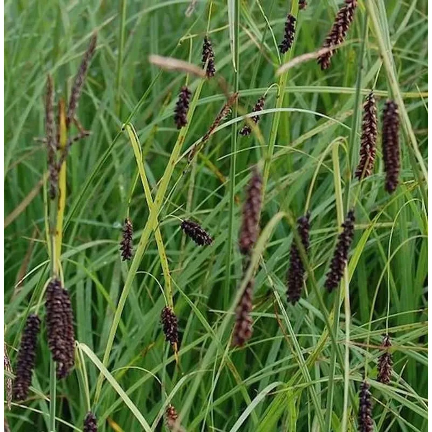 Blau Grüne Segge - Carex flacca