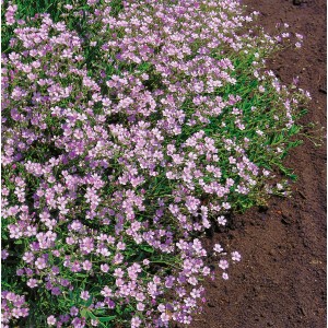 Garten-Schleierkraut Rosea mit rosa Blüten im Beet, Topf-Ø ca. 9 cm.