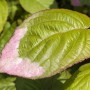 Dekoratives Blatt der Actinidia Kolomikta Kiwi Kletterpflanze mit rosa Rand.