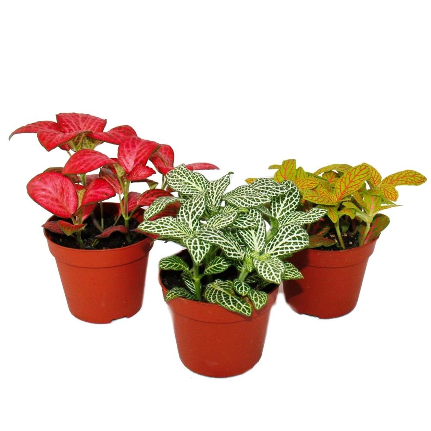 Exotenherz Set mit 3 Verschiedenfarbige Fittonia Pflanze Silbernetzblatt Mosaikpflanze 9cm Topf