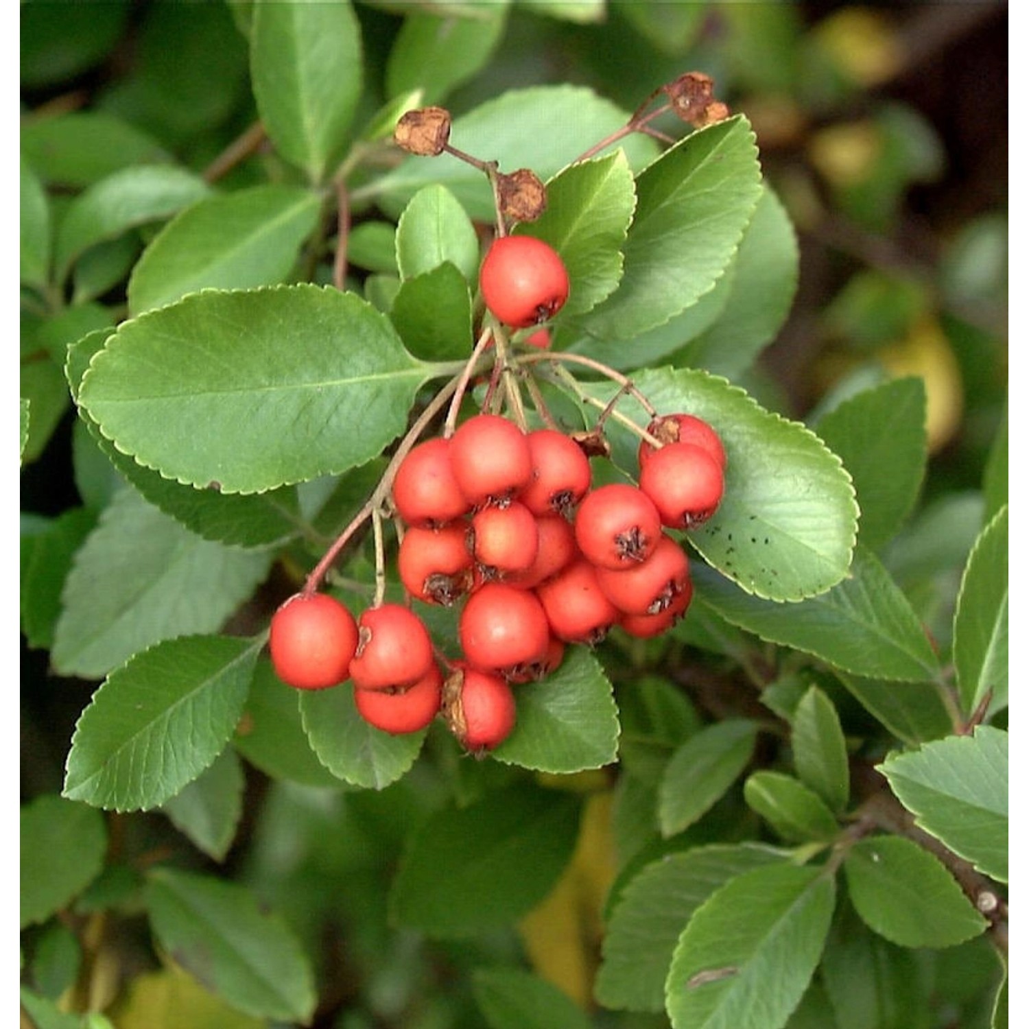 Feuerdorn Bad Zwischenahn 100-125cm - Pyracantha günstig online kaufen