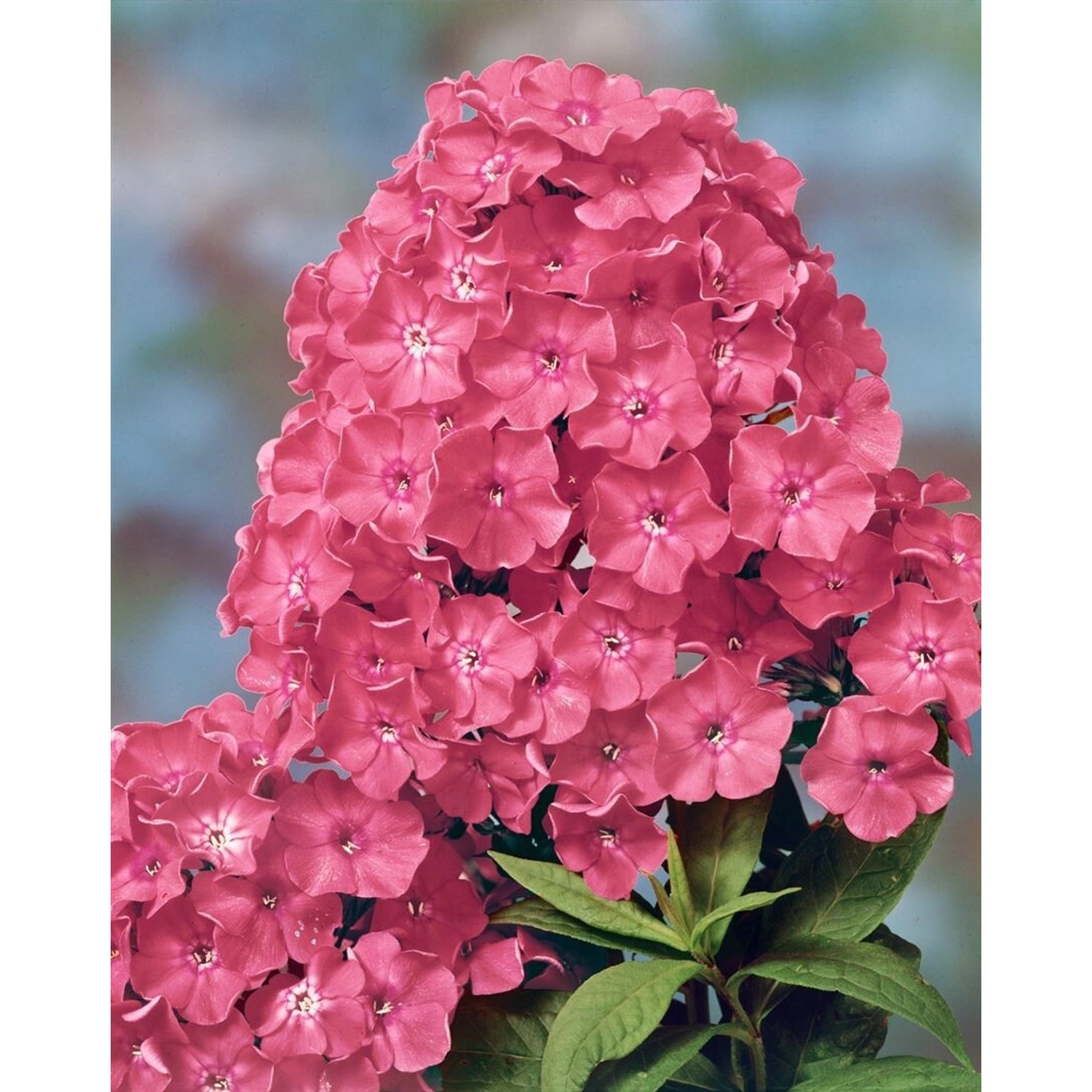 Phlox Paniculata Rijnstroom Flammenblume Ca. 11x11 cm Topf günstig online kaufen