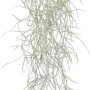 Hängendes, graues Spanisches Moos (Tillandsia usneoides), ca. 50 cm lang.