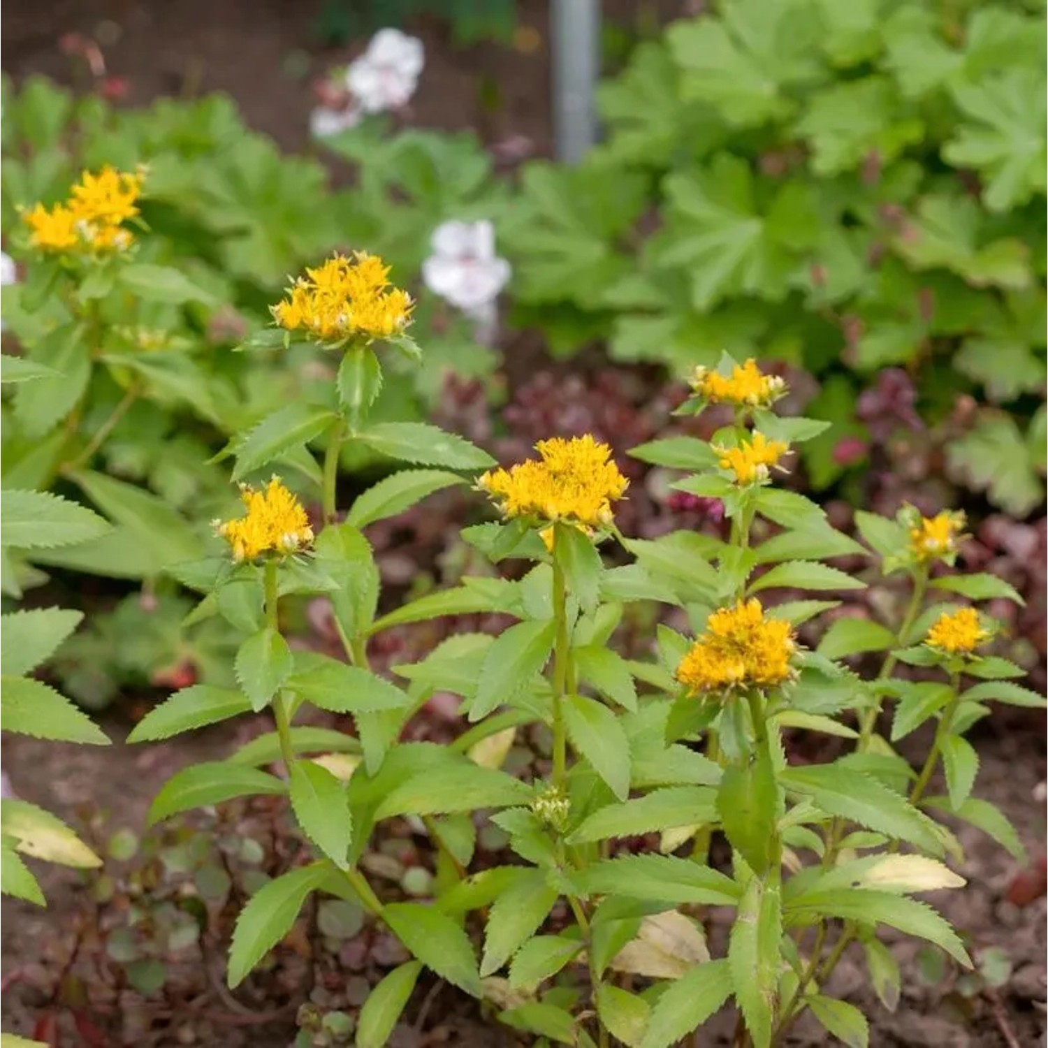 Großes Gold Fettblatt Aurantiacum - Sedum aizoon