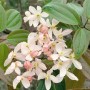 Immergrüne Clematis Armandii 'Apple Blossom' mit zartrosa Blüten und grünen Blättern.