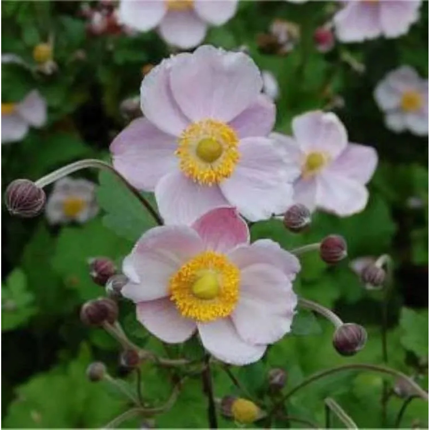 Herbstanemone Richard Ahrends - Anemone japonica
