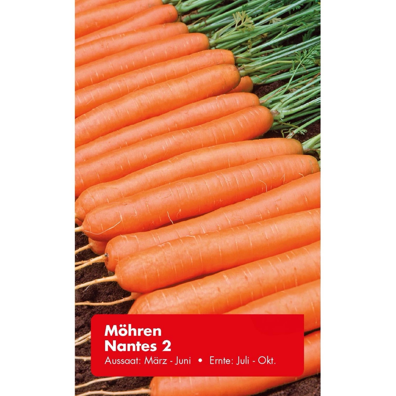 Möhre Nantes 2 Zoll