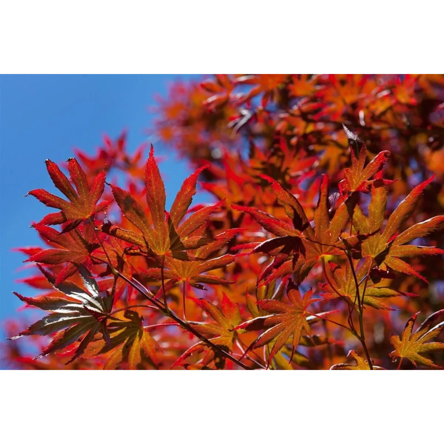 Purpurroter Japanischer Ahorn Trompenburg mit filigranen Blättern vor blauem Himmel.