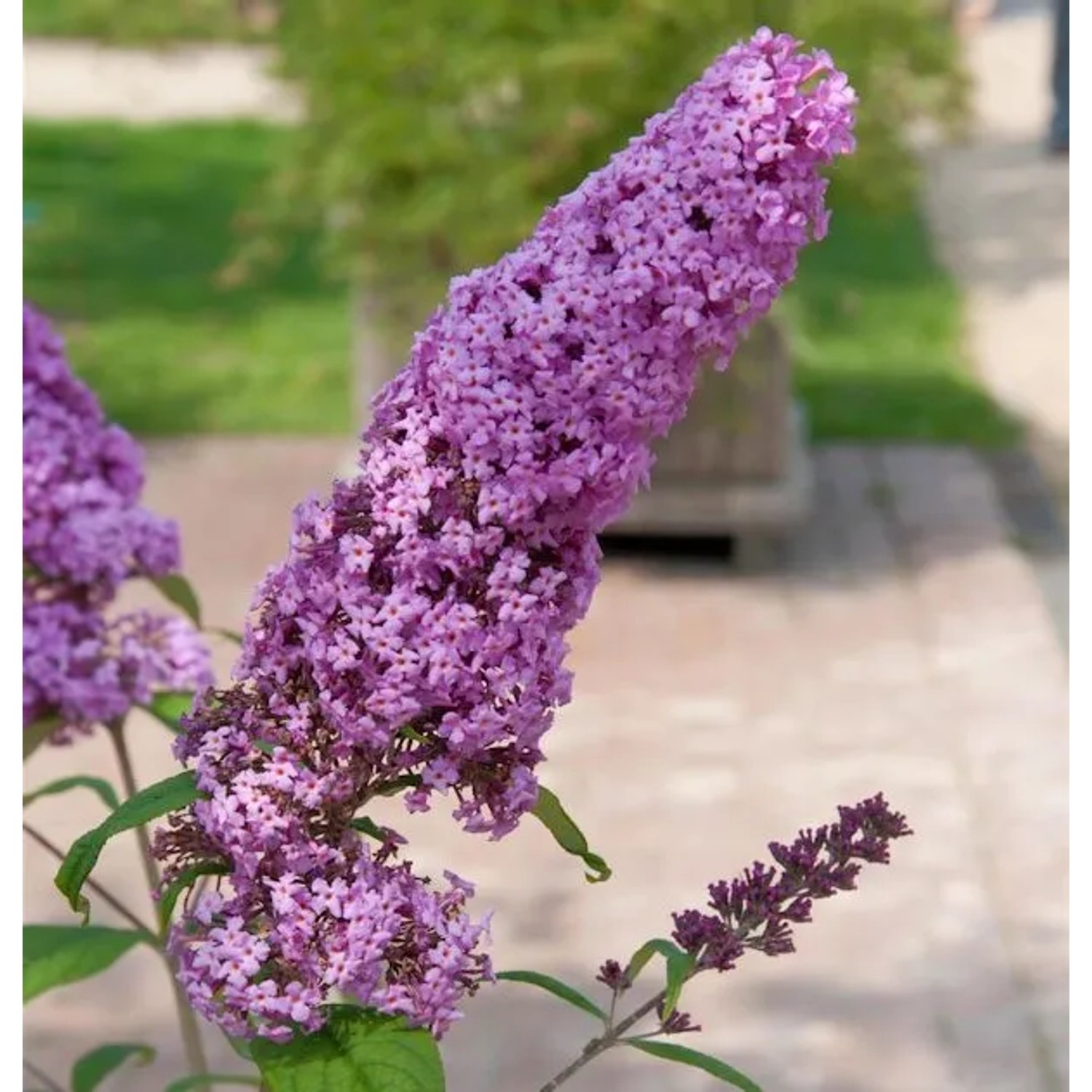 Sommerflieder Pink Delight 30-40cm - Buddleja
