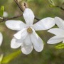 Nahaufnahme einer weißen, blühenden Japanischen Magnolie (Magnolia Kobus) mit grünen Blättern.