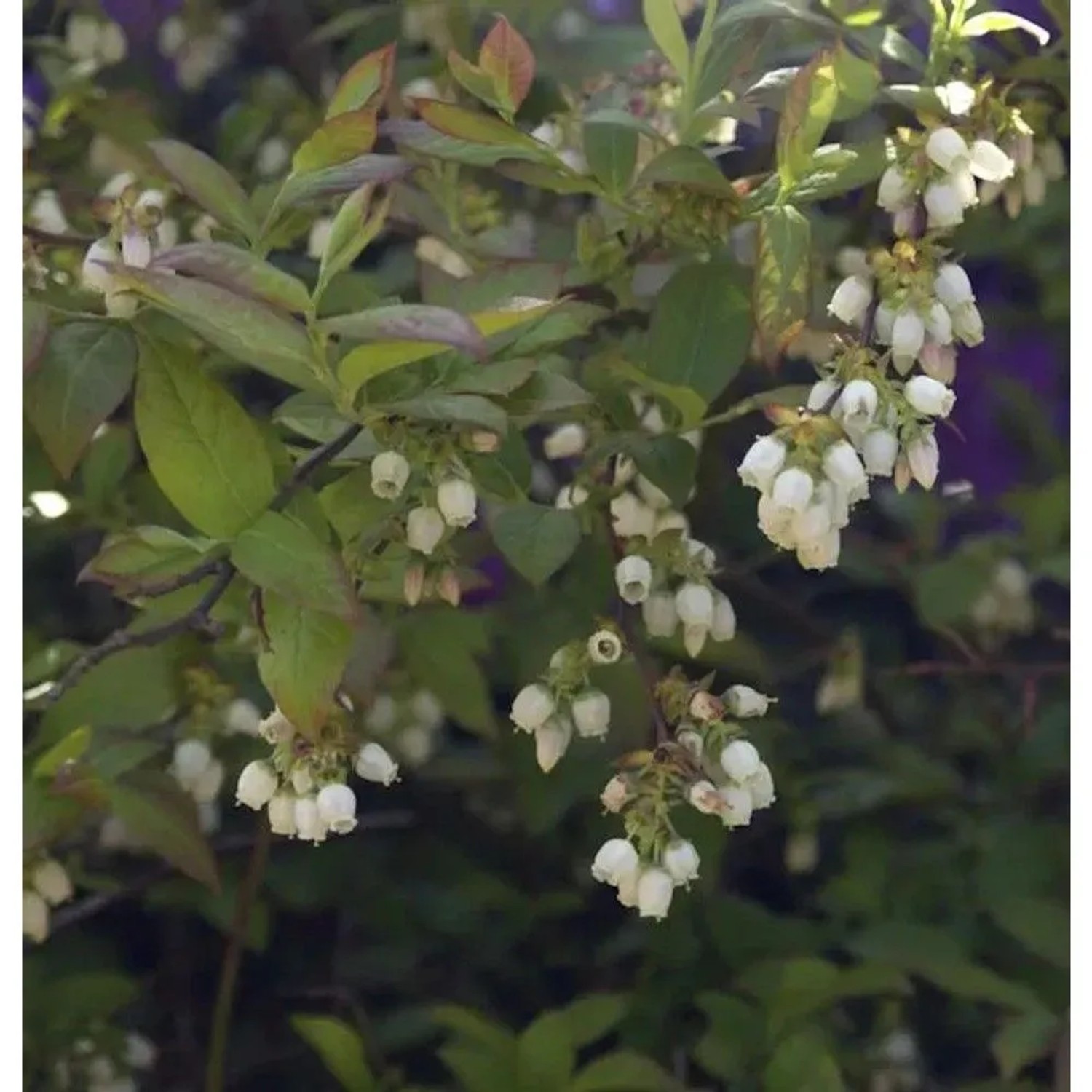 Heidelbeere Herma 30-40cm - Vaccinium corymbosum