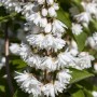 Nahaufnahme des Falschen Jasmin (Deutzia Scabra) mit üppigen, weißen Blüten.